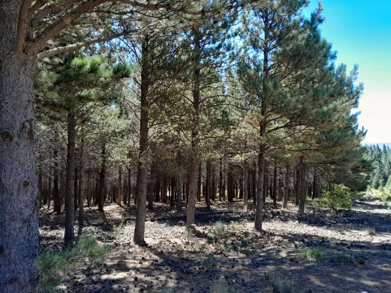 Lote Terreno En San Martin De Los Andes, El Desafío Mountain Resort, Neuquén, Patagonia Argentina