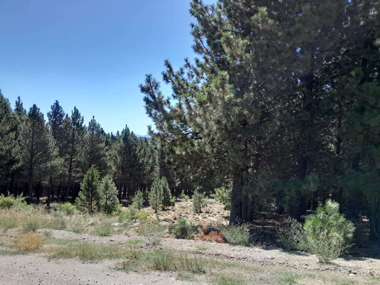 Lote Terreno En San Martin De Los Andes, El Desafío Mountain Resort, Neuquén, Patagonia Argentina