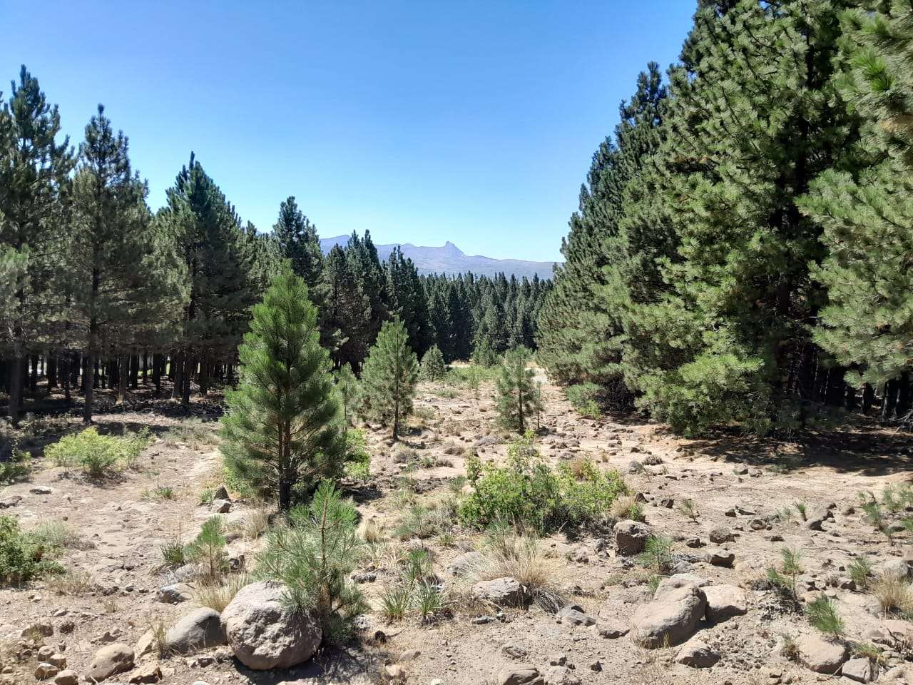 Lote Terreno En San Martin De Los Andes, El Desafío Mountain Resort, Neuquén, Patagonia Argentina