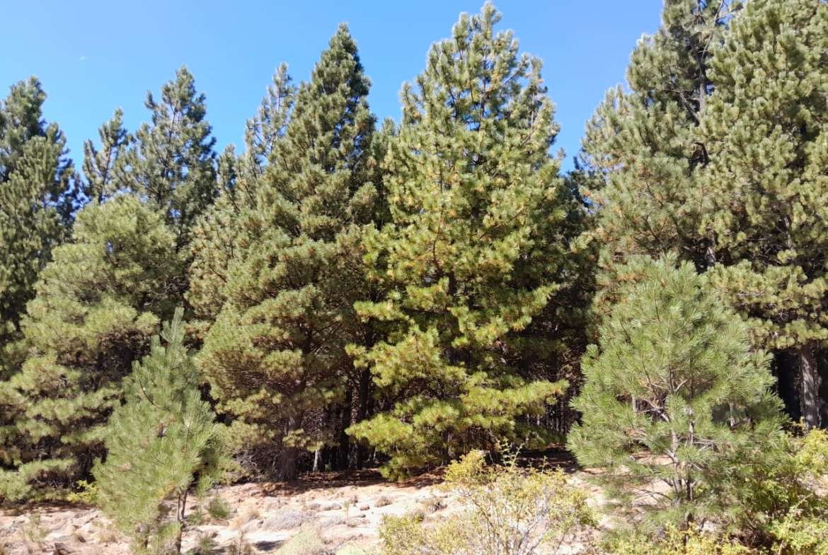 Lote Terreno En San Martin De Los Andes, El Desafío Mountain Resort, Neuquén, Patagonia Argentina