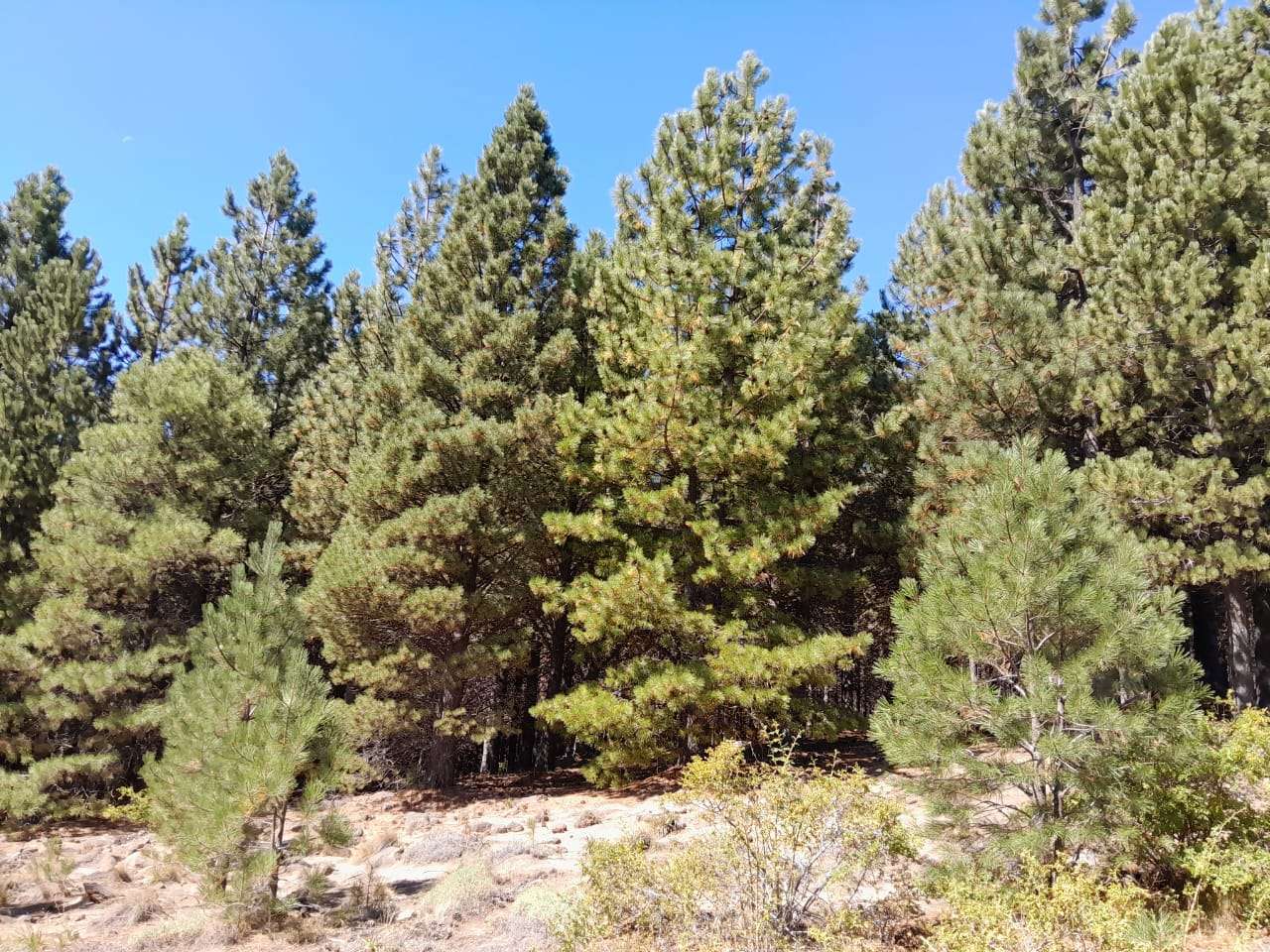 Lote Terreno En San Martin De Los Andes, El Desafío Mountain Resort, Neuquén, Patagonia Argentina