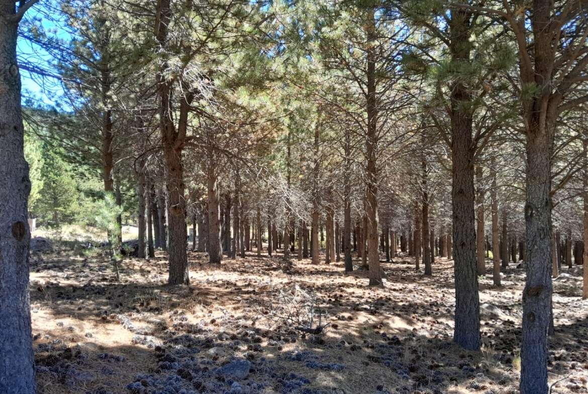 Lote Terreno En San Martin De Los Andes, El Desafío Mountain Resort, Neuquén, Patagonia Argentina