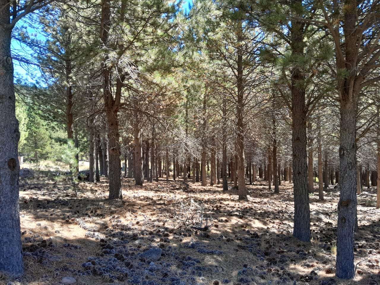 Lote Terreno En San Martin De Los Andes, El Desafío Mountain Resort, Neuquén, Patagonia Argentina