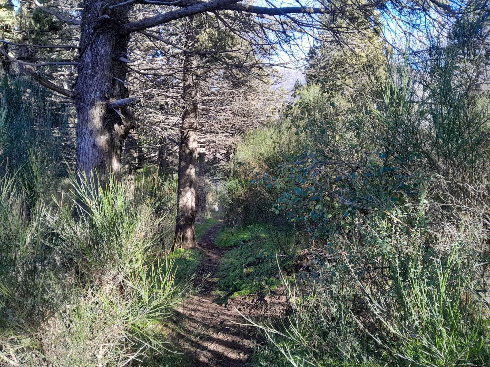 Lote En San Martín De Los Andes, Barrio El Oasis Alto, Sobre Calle Pasaje Trahunco, Neuquén, Patagonia Argentina