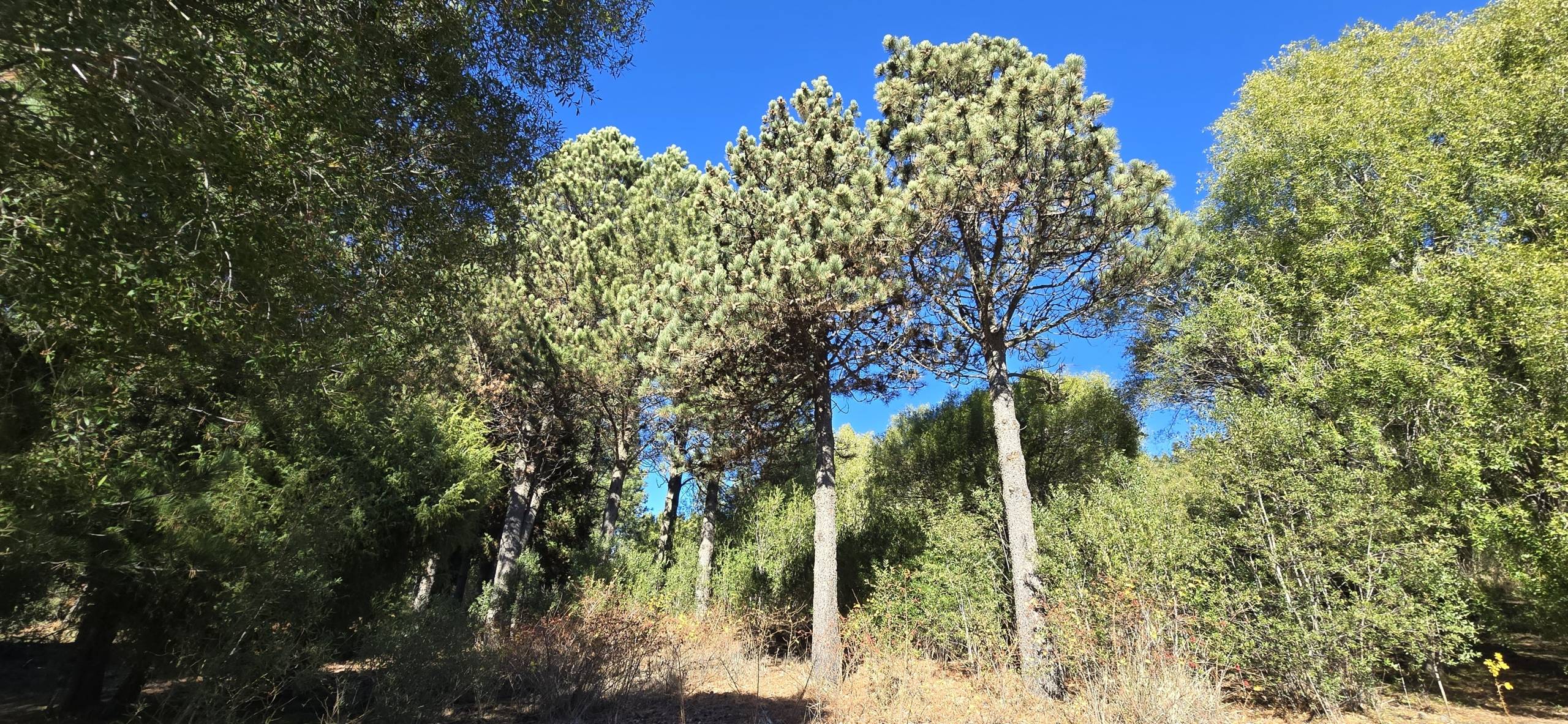 Lote En Venta En Barrio Cerrado La Jauría San Martín De Los Andes