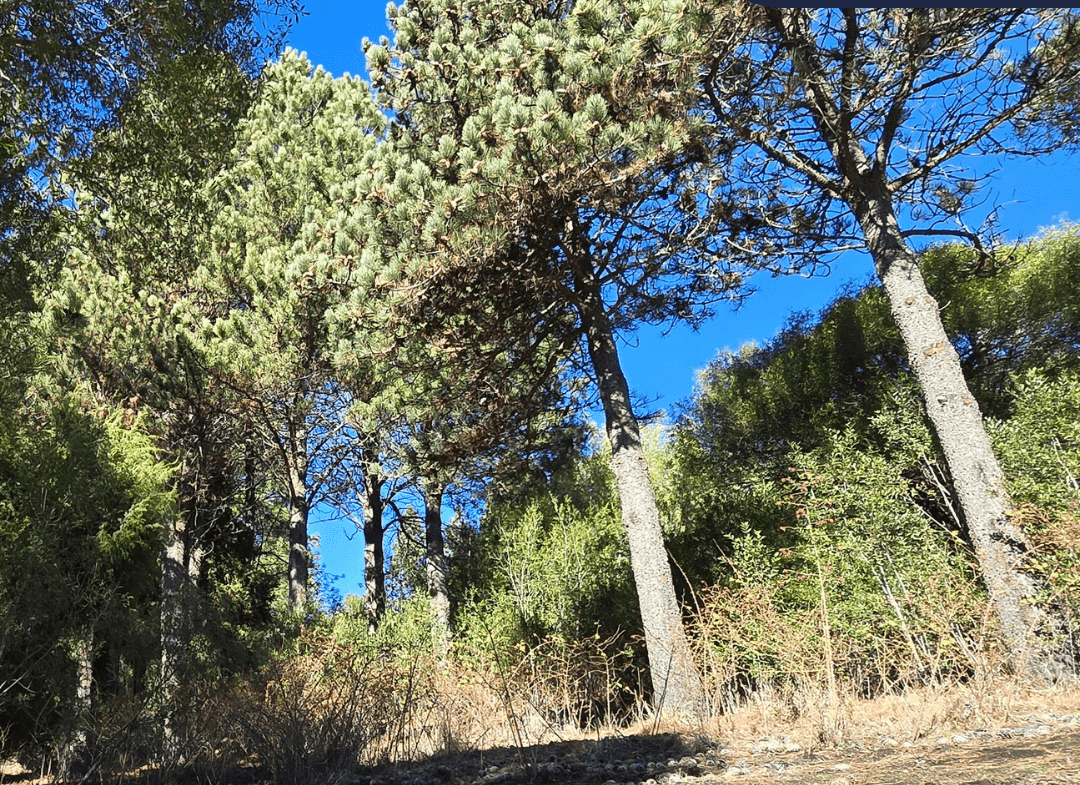 Lote En Venta En Barrio Cerrado La Jauría San Martín De Los Andes