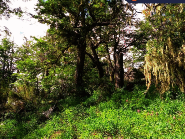 Lote Venta San Martin De Los Andes Miralejos