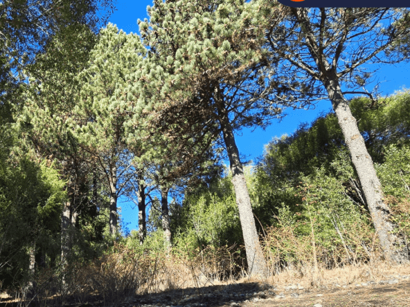 Lote En Venta En Barrio Cerrado La Jauría San Martín De Los Andes