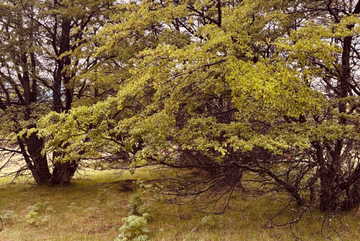 lote terreno en venta en villa meliquina san martin de los andes neuquen patagonia argentina