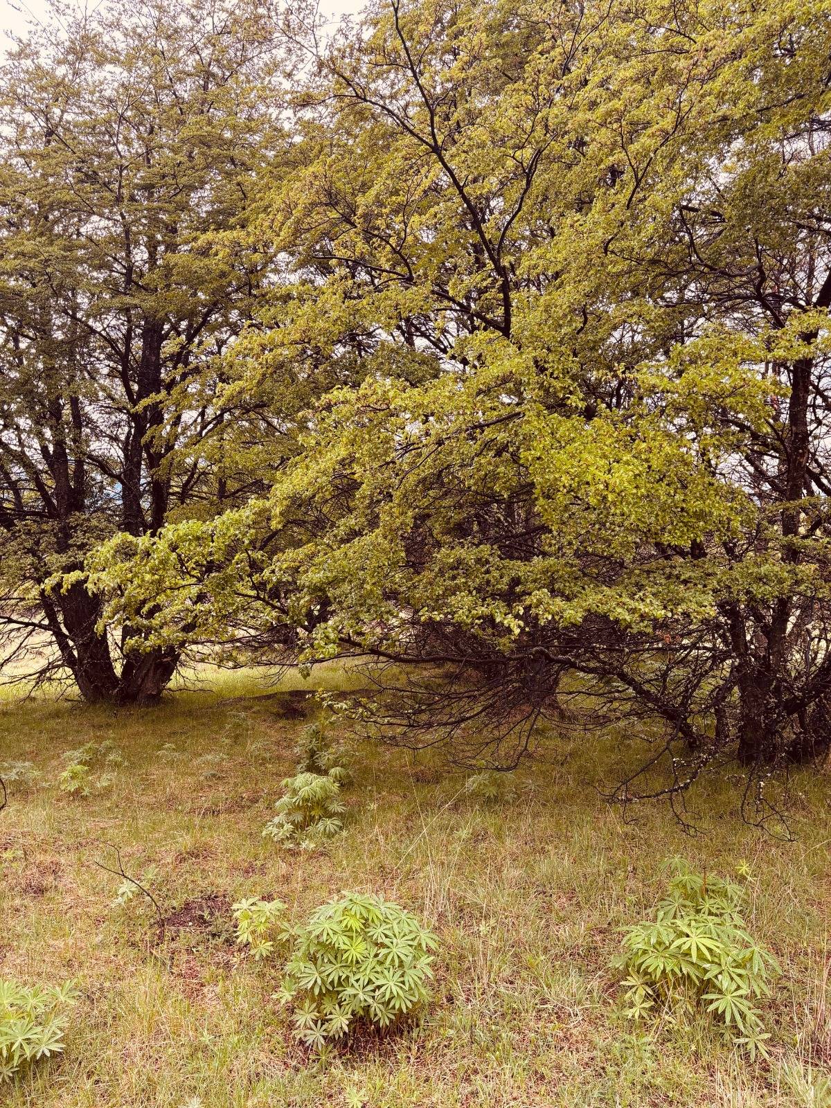 lote terreno en venta en villa meliquina san martin de los andes neuquen patagonia argentina