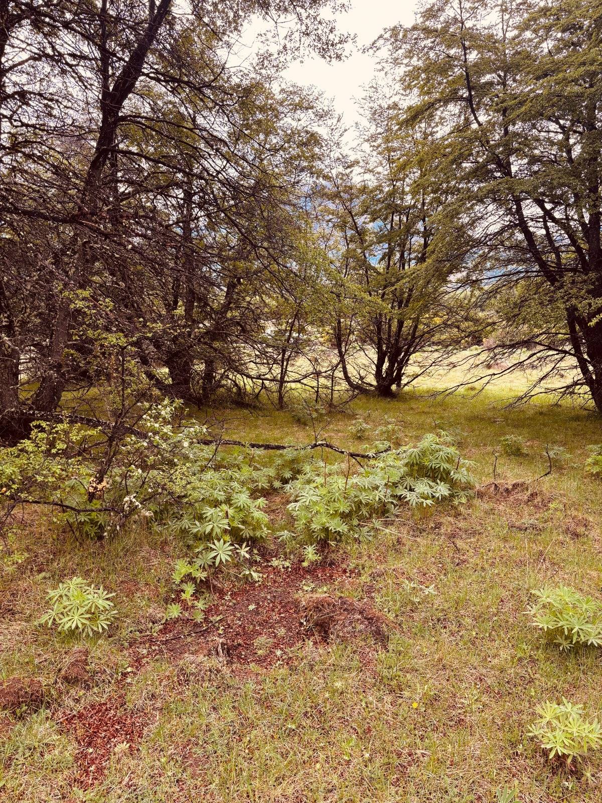 lote terreno en venta en villa meliquina san martin de los andes neuquen patagonia argentina