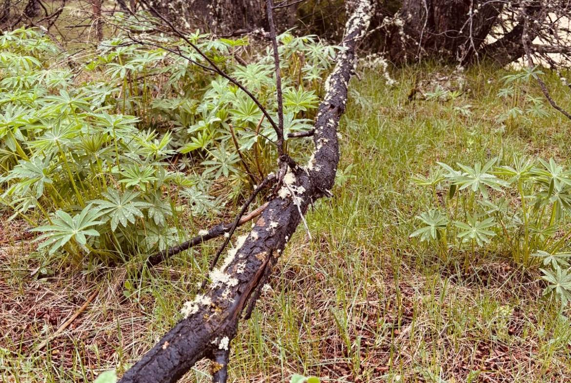 lote terreno en venta en villa meliquina san martin de los andes neuquen patagonia argentina