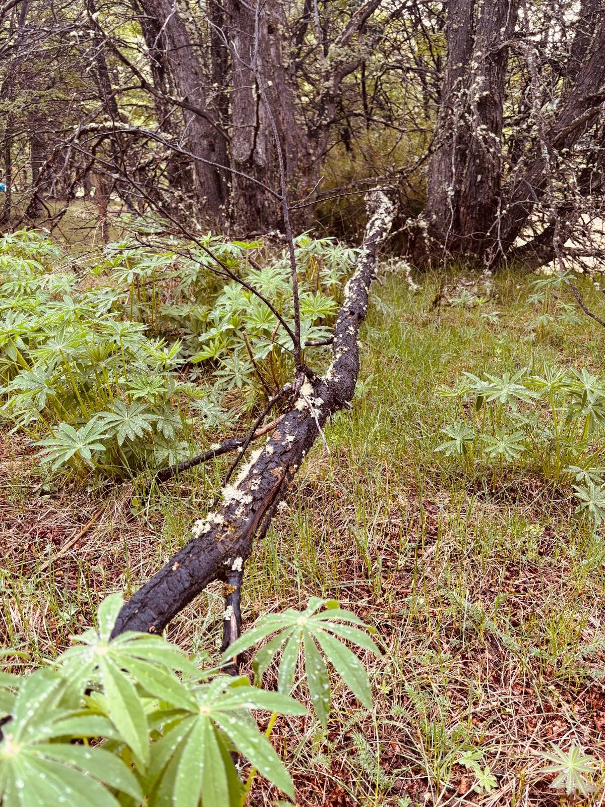 lote terreno en venta en villa meliquina san martin de los andes neuquen patagonia argentina