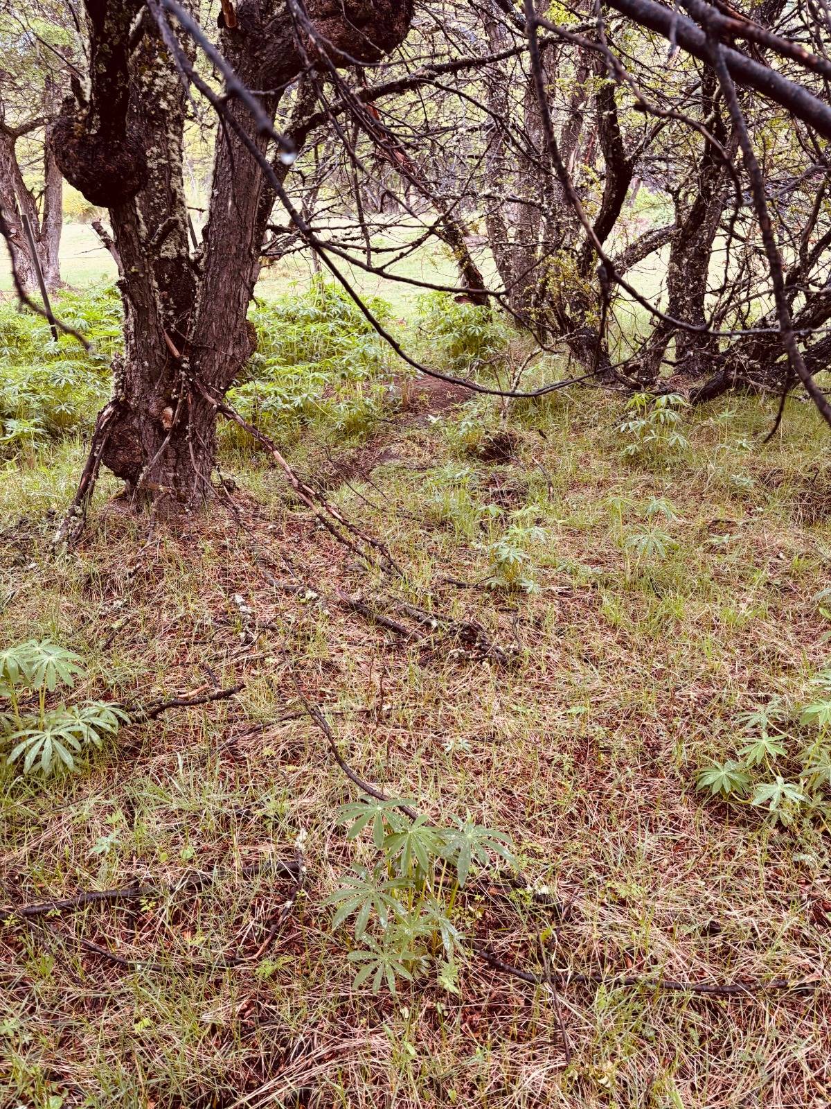 lote terreno en venta en villa meliquina san martin de los andes neuquen patagonia argentina