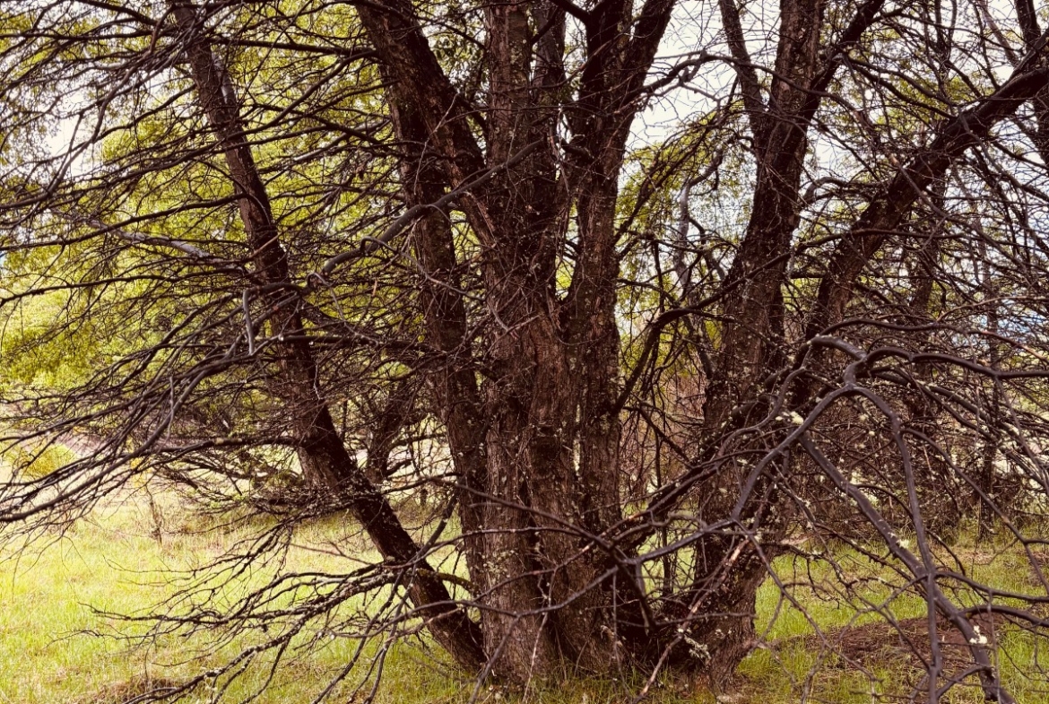 lote terreno en venta en villa meliquina san martin de los andes neuquen patagonia argentina