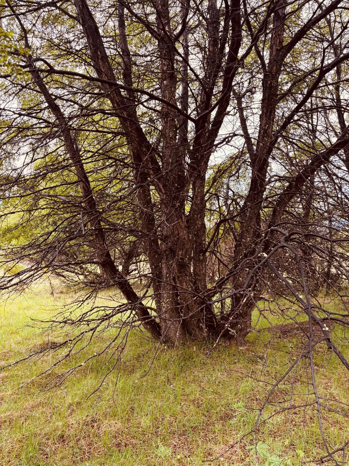 lote terreno en venta en villa meliquina san martin de los andes neuquen patagonia argentina