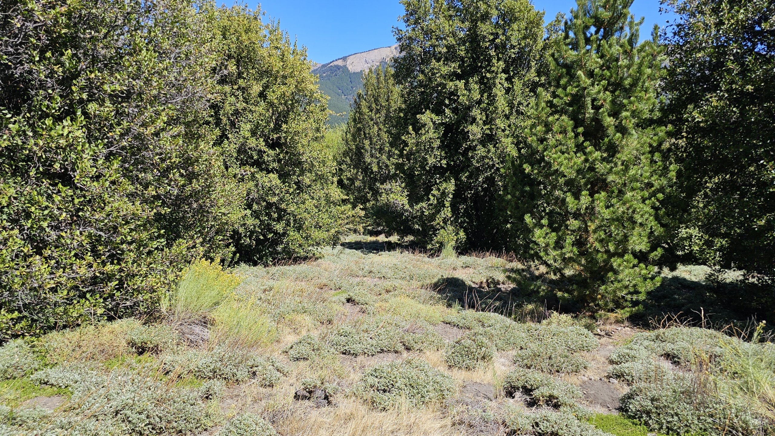 terreno en venta En Villa Meliquina Patagonia Argentina terreno en venta En Villa Meliquina Patagonia Argentina