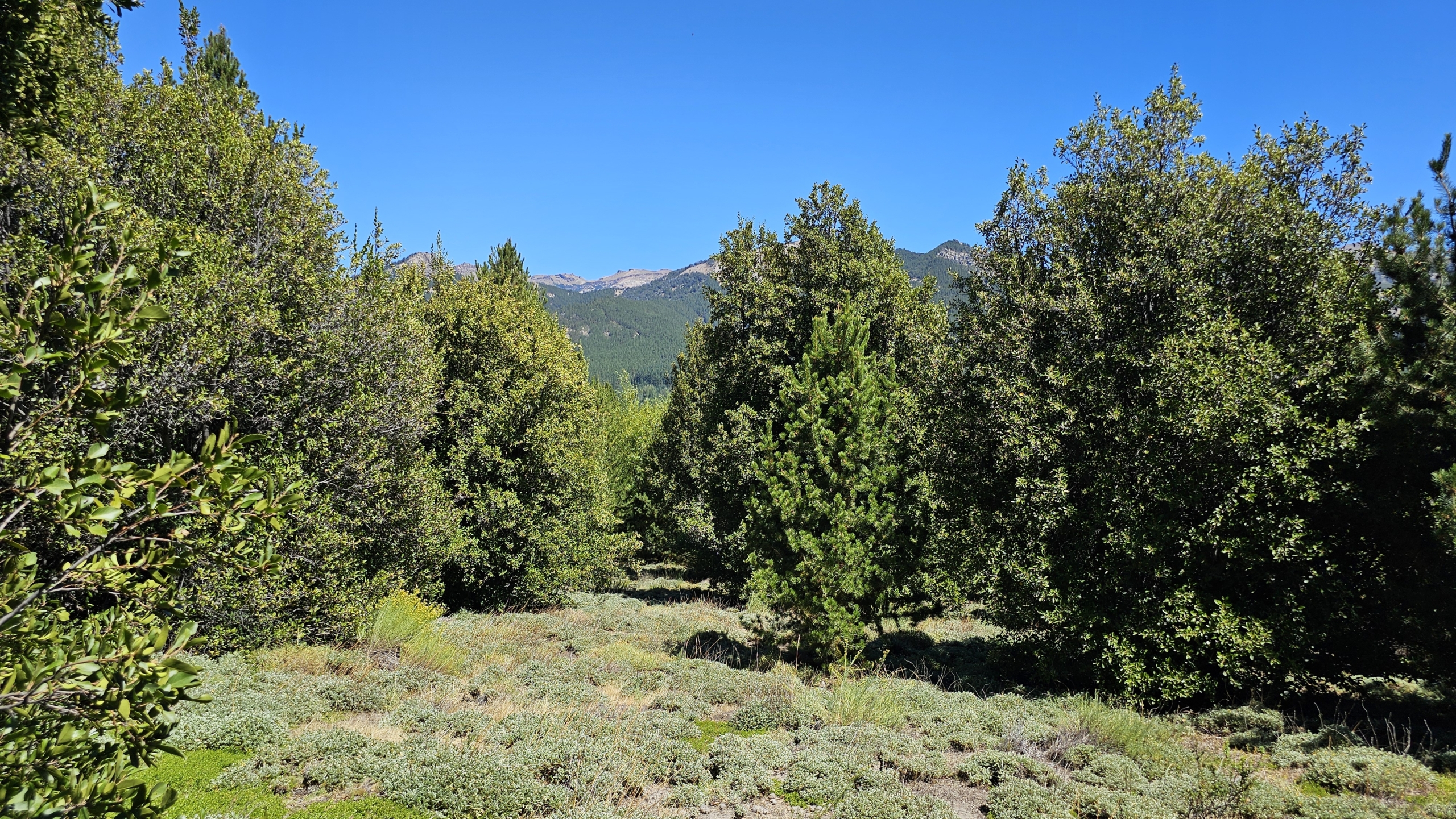 terreno en venta En Villa Meliquina Patagonia Argentina terreno en venta En Villa Meliquina Patagonia Argentina