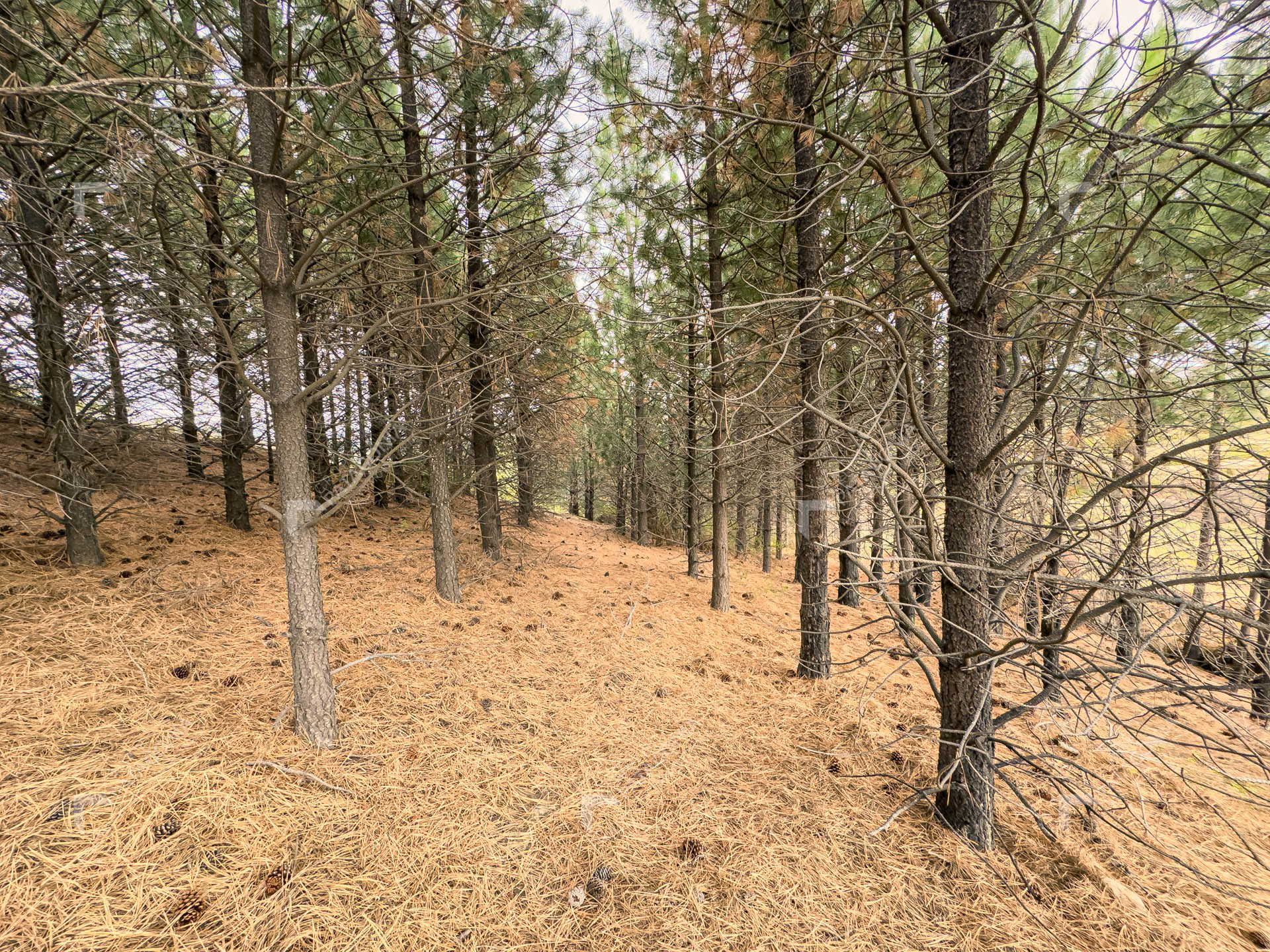 lote terreno en venta en paraje chapelco grande frente a las marias del valle san martin de los andes neuquen patagonia argentina lote terreno en venta en paraje chapelco grande frente a las marias del valle san martin de los andes neuquen patagonia argentina