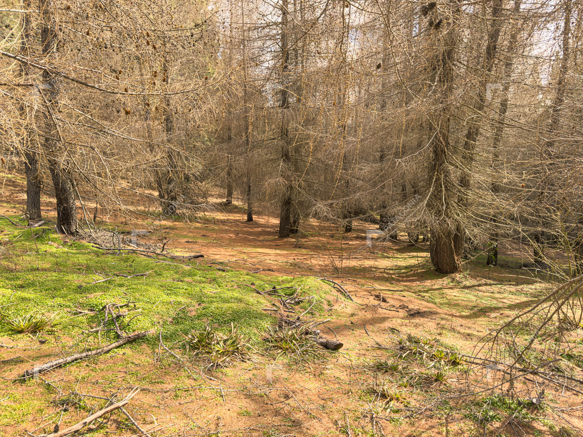 lote terreno en venta en el remanso san martin de los andes neuquen patagonia argentina